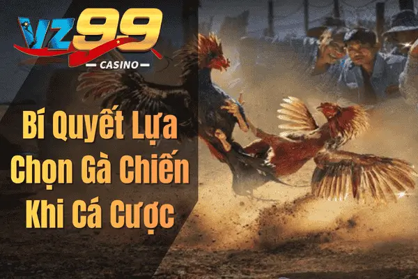 Cách Chơi Đá Gà Thomo – Hướng Dẫn Từ Cơ Bản Đến Nâng Cao Bí Quyết Lựa Chọn Gà Chiến Khi Cá Cược