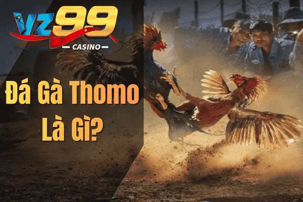Cách Chơi Đá Gà Thomo – Hướng Dẫn Từ Cơ Bản Đến Nâng Cao Đá Gà Thomo Là Gì?