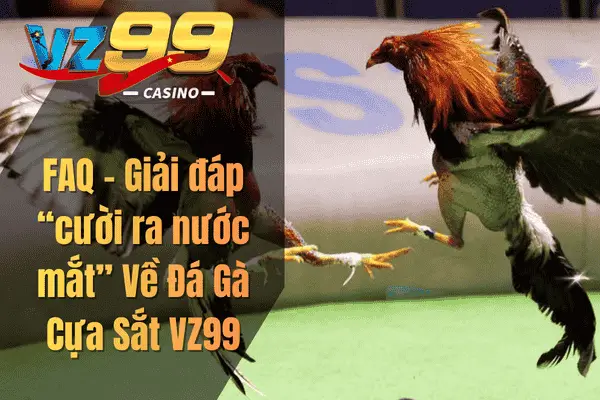 Đá Gà Cựa Sắt VZ99: Hướng dẫn bắt kèo chuẩn cho người mới FAQ – Giải đáp “cười ra nước mắt” Về Đá Gà Cựa Sắt VZ99