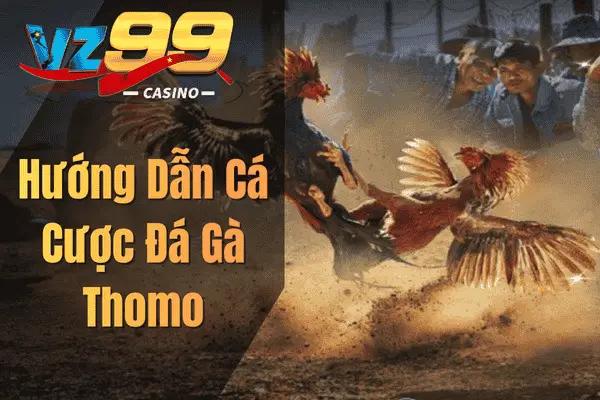 Cách Chơi Đá Gà Thomo – Hướng Dẫn Từ Cơ Bản Đến Nâng Cao Hướng Dẫn Cá Cược Đá Gà Thomo